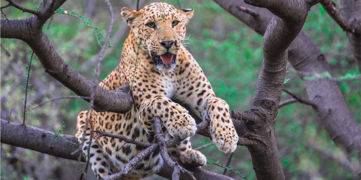 Exclusive Gypsy Safari at Jhalana Leopard Safari, Jaipur