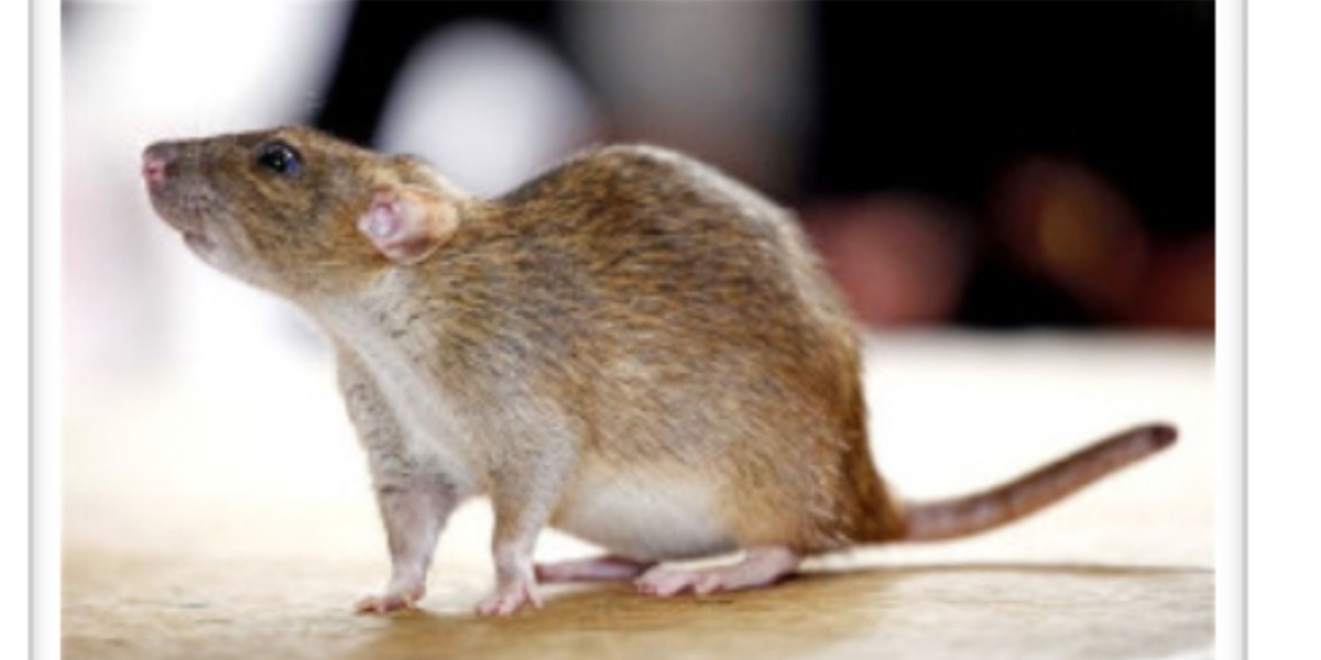 How to Protect Your Home from Rodent Infestations in Staten Island