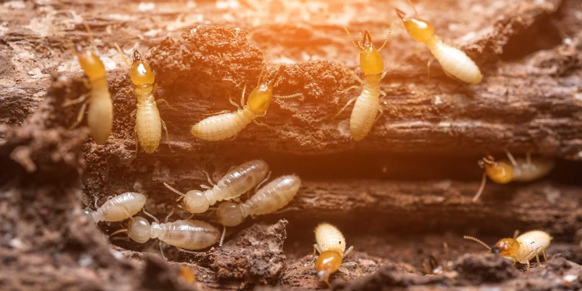 How to Select Reliable Solutions When Your Home Needs Fast Protection From Termite Damage