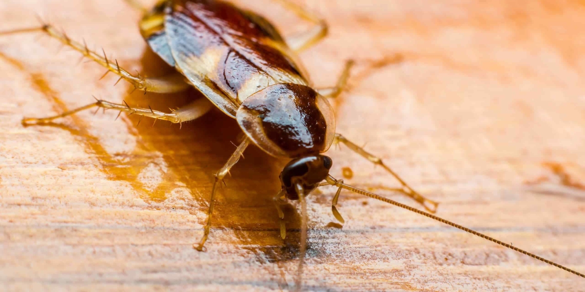 How Professional Roach Treatment in Naperville Protects Your Home and Family