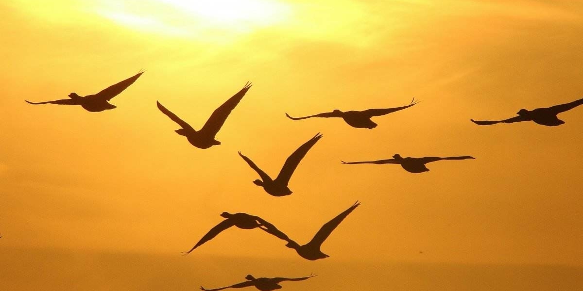 What are the Dbacks Options for First Base in 2026?