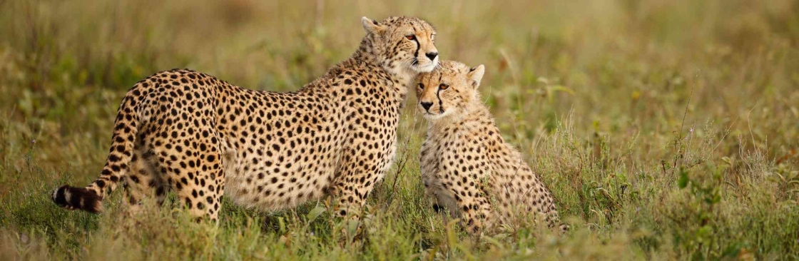 African Memorable Safaris Cover Image