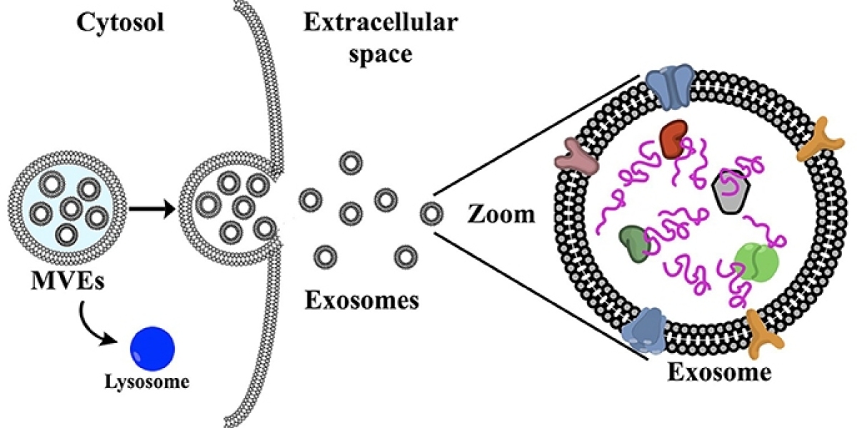 High Purity Exosomes Designed Scientific Clinical Applications
