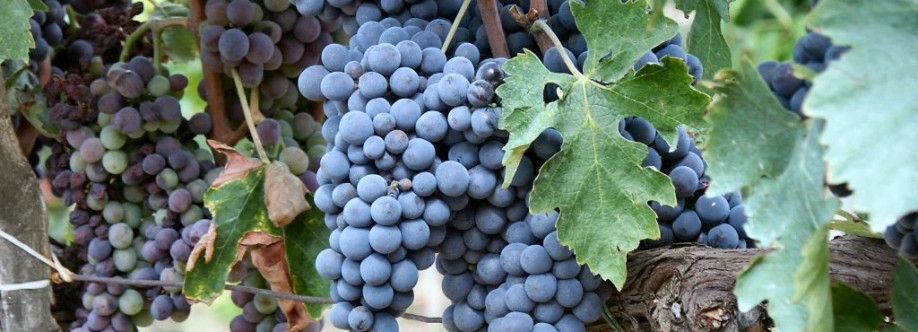 Red Dot Wine Cover Image