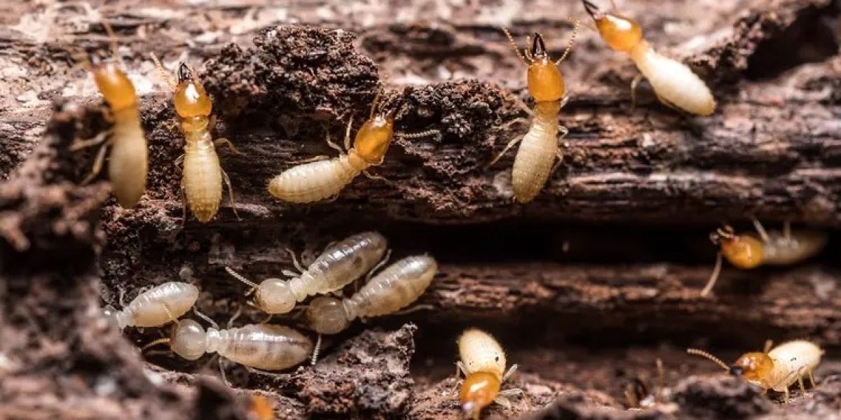 Ant Control Solutions for Homes and Businesses