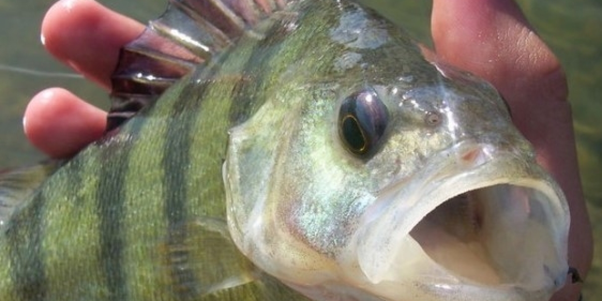 Найефективніші приманки для ловлі окуня