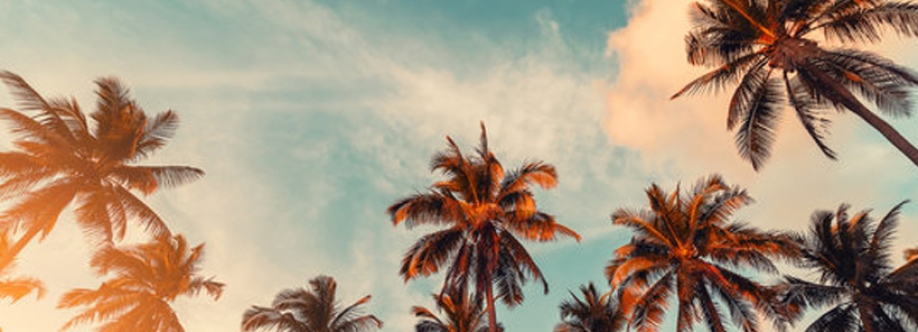 Rose Ginny Cover Image