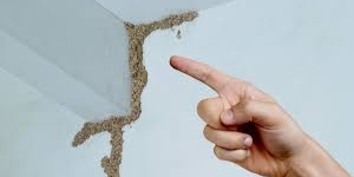 Deemak Control in Lahore | Pest Control Services