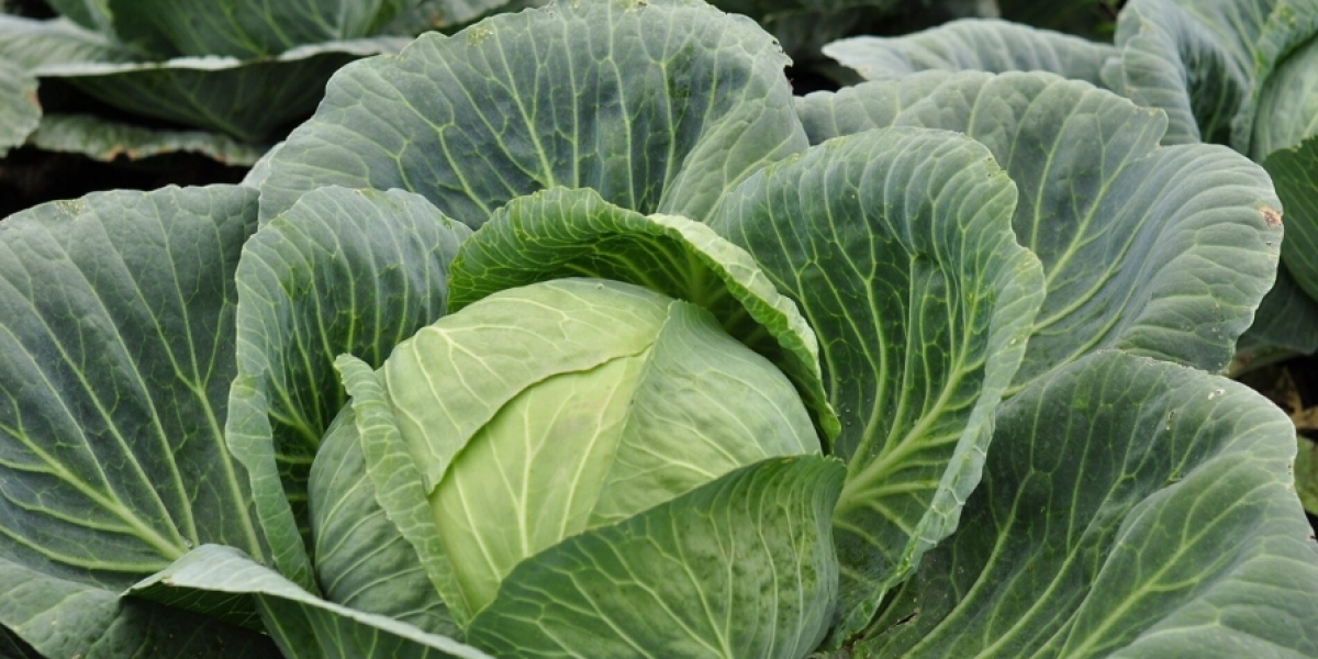 Де зберігати капусту, якщо немає погреба